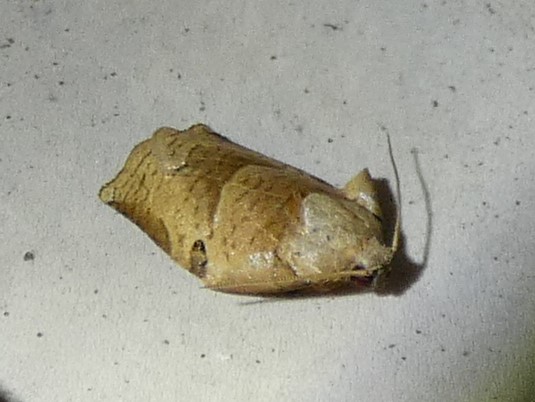 photo_5
